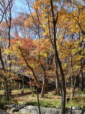 都筑中央公園杉山神社
