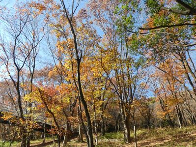 都筑中央公園杉山神社
