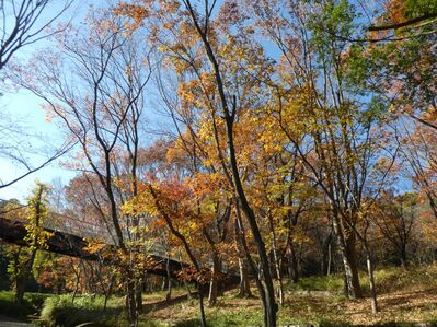 都筑中央公園杉山神社
